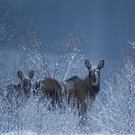 Sorrisniva Arctic Wilderness Lodge Άλτα Εξωτερικό φωτογραφία