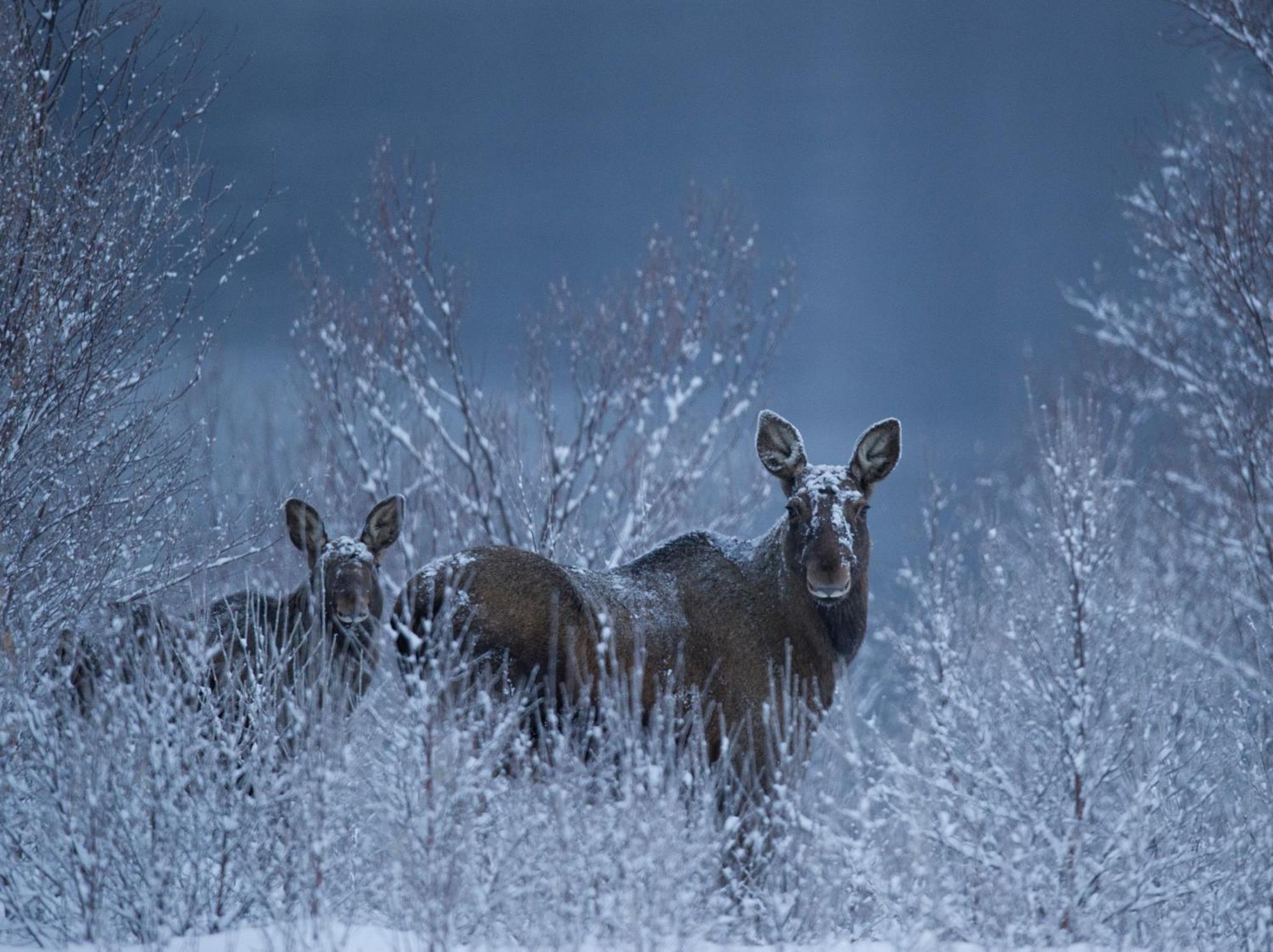 Sorrisniva Arctic Wilderness Lodge Άλτα Εξωτερικό φωτογραφία